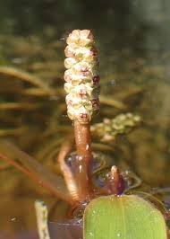 Attēlu rezultāti vaicājumam “Potamogeton gramineus”