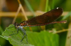 Attēlu rezultāti vaicājumam “Calopteryx virgo female”