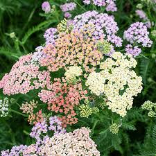 Attēlu rezultāti vaicājumam “Achillea millefolium”