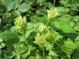 Attēlu rezultāti vaicājumam “Adoxa moschatellina flower”