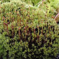 Attēlu rezultāti vaicājumam “Harpanthus scutatus”