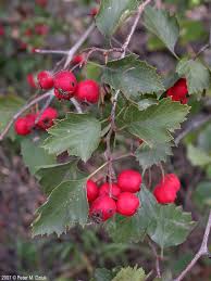 Attēlu rezultāti vaicājumam “Crataegus chrysocarpa”