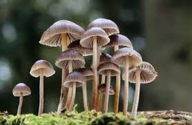 Attēlu rezultāti vaicājumam “Mycena”