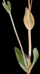 Image result for Centaurium erythraea