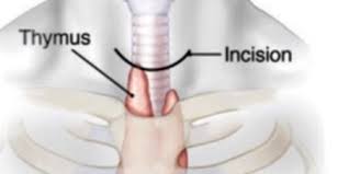 Image result for Thymus