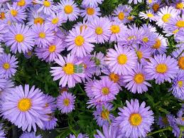 Image result for Aster alpinus