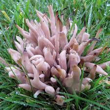 Attēlu rezultāti vaicājumam “Cribraria languescens stalked”