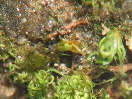 Attēlu rezultāti vaicājumam “Acaulon muticum”