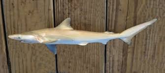 Image result for Rhizoprionodon terraenovae