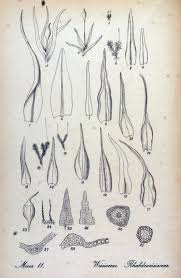 Attēlu rezultāti vaicājumam “Rhabdoweisia fugax”