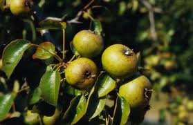 Attēlu rezultāti vaicājumam “Pyrus pyraster fruit”