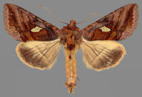 Attēlu rezultāti vaicājumam “Autographa excelsa”