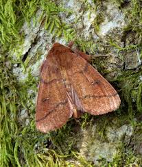 Attēlu rezultāti vaicājumam “Mythimna turca”