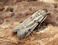 Attēlu rezultāti vaicājumam “Phycitodes binaevella”