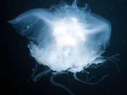 Attēlu rezultāti vaicājumam “Scyphozoa”