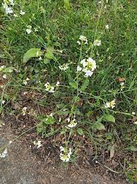 Attēlu rezultāti vaicājumam “Cardaminopsis arenosa fruit”