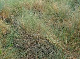 Attēlu rezultāti vaicājumam “Festuca arenaria”