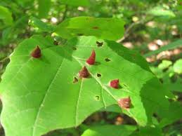 Attēlu rezultāti vaicājumam “Thecabius affinis”