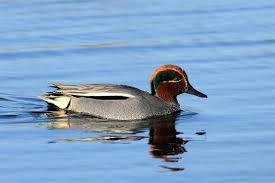 Attēlu rezultāti vaicājumam “Anas crecca”