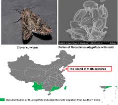 Attēlu rezultāti vaicājumam “Hadula trifolii larva”