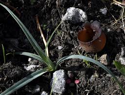 Attēlu rezultāti vaicājumam “Peziza badia”