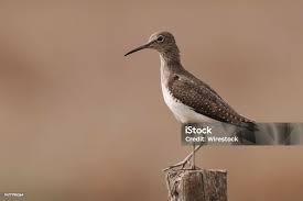 Attēlu rezultāti vaicājumam “Tringa ochropus”