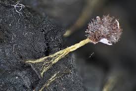 Attēlu rezultāti vaicājumam “Diderma subincarnatum plasmodium”