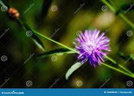 Image result for Centaurea pseudophrygia