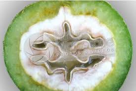 Attēlu rezultāti vaicājumam “Juglans x sinensis fruit”