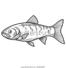 Image result for Albula vulpes