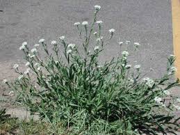 Attēlu rezultāti vaicājumam “Berteroa incana flower”