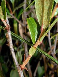 Attēlu rezultāti vaicājumam “Chamaedaphne calyculata”