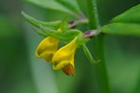 Attēlu rezultāti vaicājumam “Melampyrum sylvaticum”