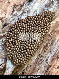 Attēlu rezultāti vaicājumam “Oligonema persimile spores”