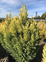 Attēlu rezultāti vaicājumam “Chamaecyparis lawsoniana”