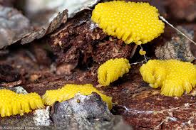 Attēlu rezultāti vaicājumam “Stemonitis marjana spores”