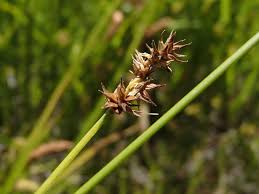 Attēlu rezultāti vaicājumam “Carex echinata”