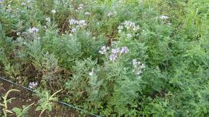 Attēlu rezultāti vaicājumam “Phacelia tanacetifolia”