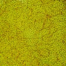 Attēlu rezultāti vaicājumam “Trichia, Hemitrichia sp.”