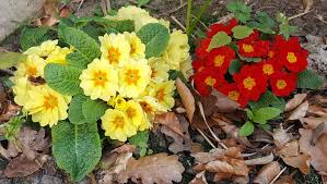Attēlu rezultāti vaicājumam “Primula veris var. rubra flower”