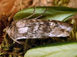 Attēlu rezultāti vaicājumam “Lithomoia solidaginis”