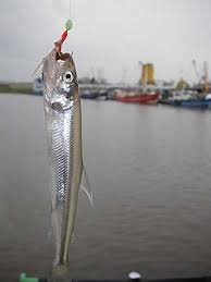 Image result for Osmerus eperlanus