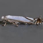 Attēlu rezultāti vaicājumam “Lyonetia prunifoliella”