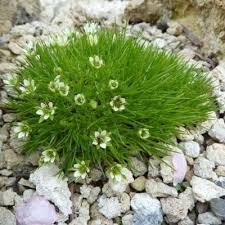 Attēlu rezultāti vaicājumam “Arenaria procera leaf”