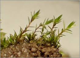 Attēlu rezultāti vaicājumam “Pohlia”