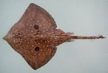 Image result for Raja radula