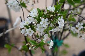 Attēlu rezultāti vaicājumam “Cerasus flower”