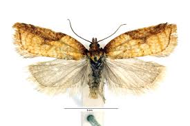 Attēlu rezultāti vaicājumam “Acleris bergmanniana”