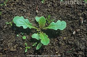 Attēlu rezultāti vaicājumam “Sinapis arvensis”