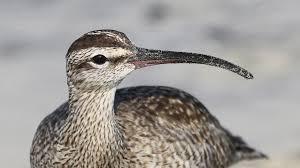 Image result for Numenius hudsonicus